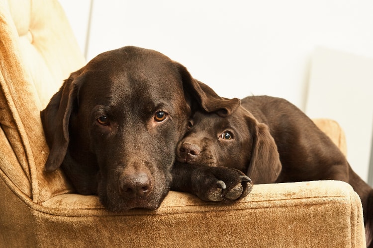 Labrador de cor chocolate