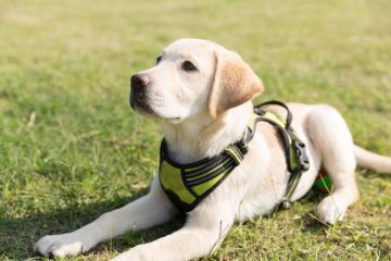 Labrador deitado na grama