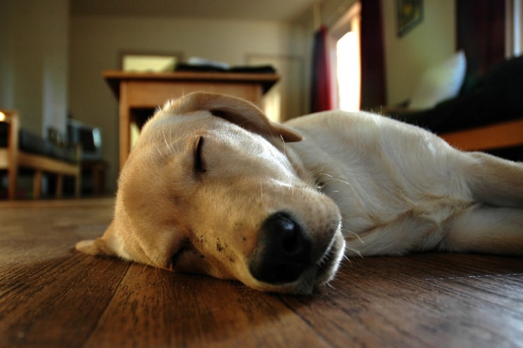 Labrador dormindo