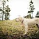 Labrador Retriever em pé