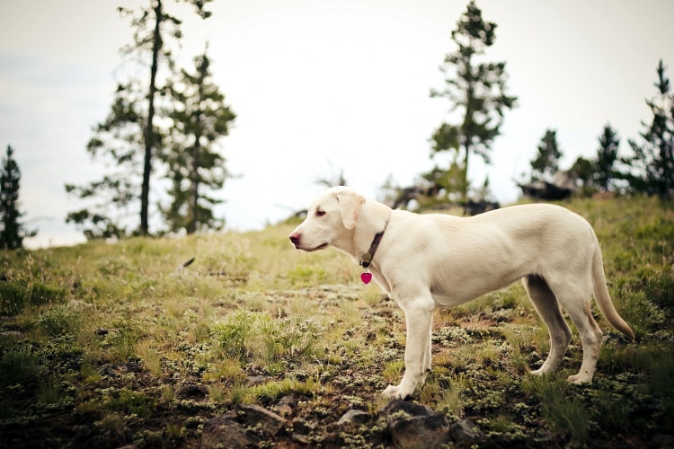 Labrador Retriever em pé