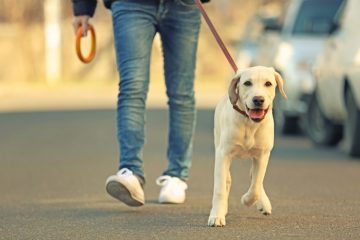 Labrador passeando com o dono