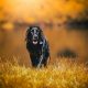 Labrador Retriever preto