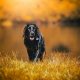 Labrador Retriever preto