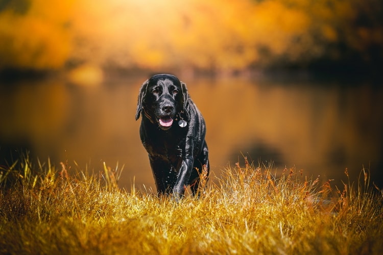 Labrador Retriever preto