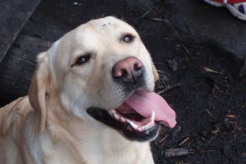 Labrador Retriever