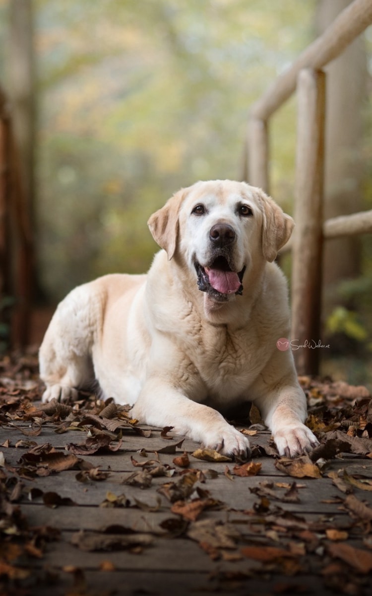 Personalidade do Labrador Retriever