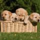 Filhotes de labrador em uma cesta na grama