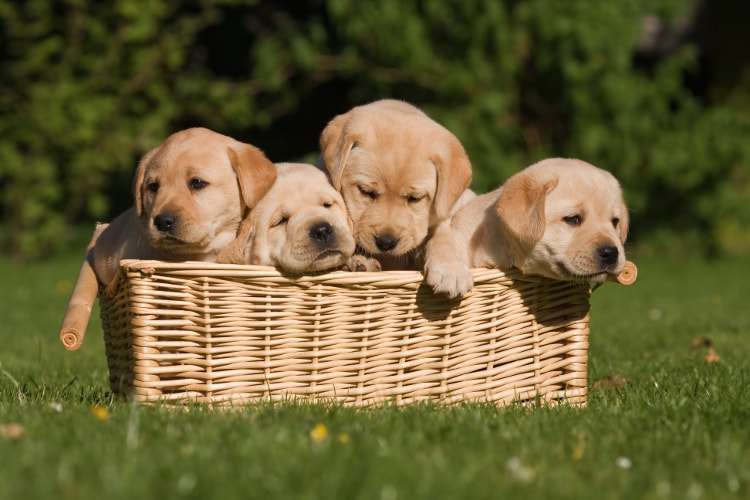 Filhotes de labrador em uma cesta na grama