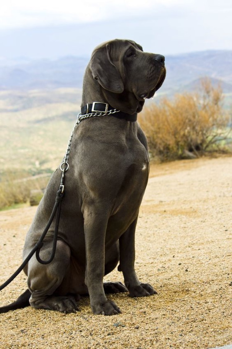 Fila Brasileiro cinza sentado