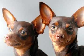 2 Pinscher chocolates