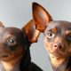 2 Pinscher chocolates