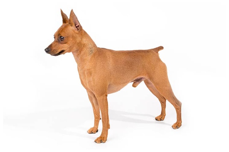 Pinscher em pé fundo branco