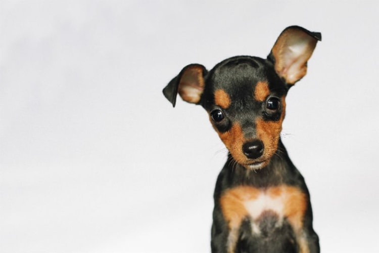 Pinscher filhote preto