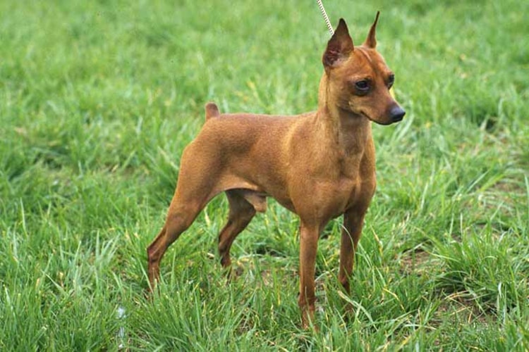 Pinscher marrom na grama