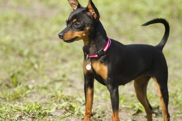 Pinscher preço