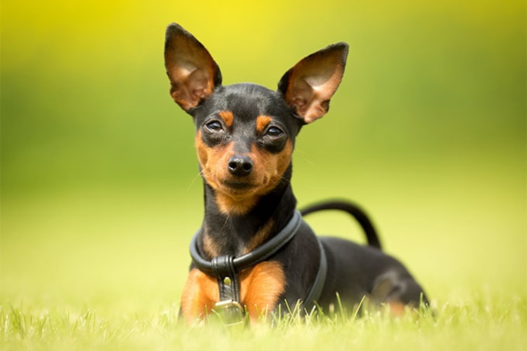 Pinscher preto deitado na grama