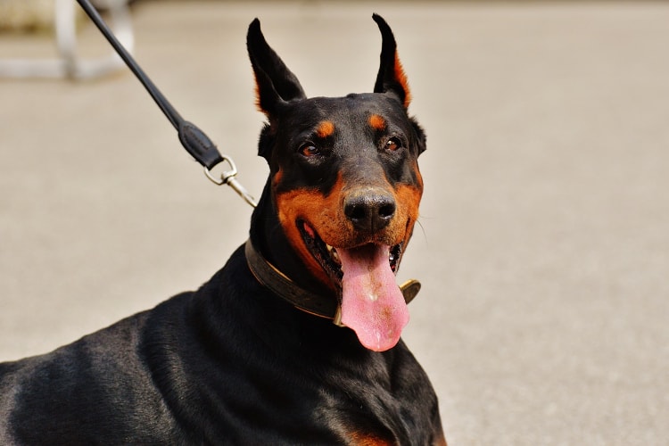 Quanto custa um Doberman