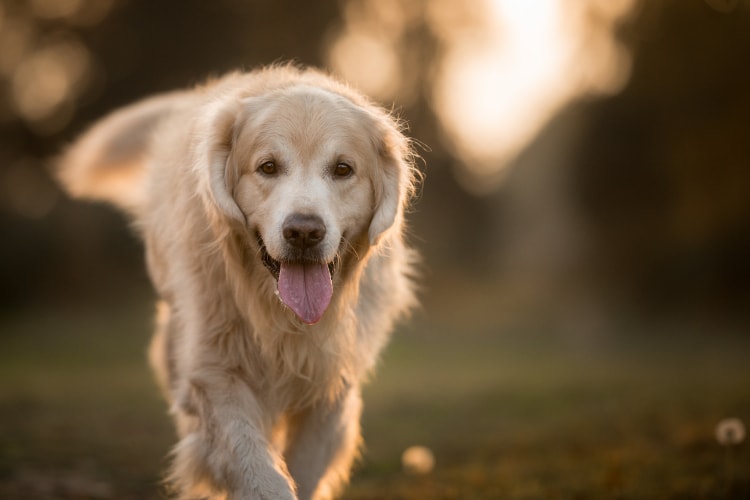 Raça Golden Retriever
