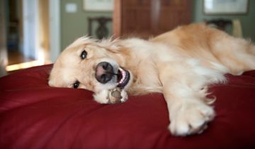 cachorro relaxando