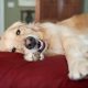 cachorro relaxando