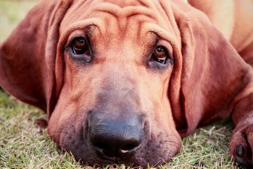 Rosto Fila Brasileiro