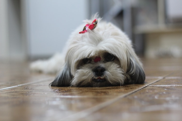 Rosto de Shih Tzu