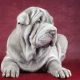 Shar Pei