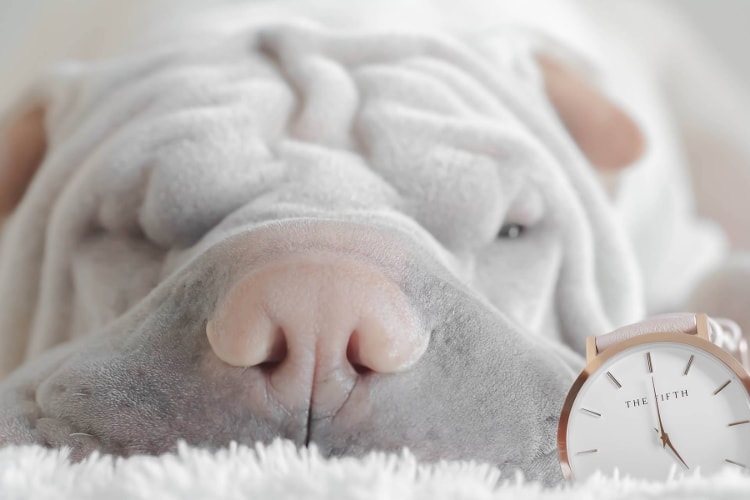 Shar Pei branco focinho rosa