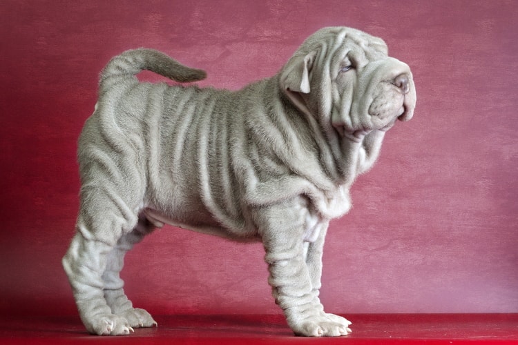 Shar Pei cinza