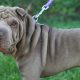 Shar Pei na coleira