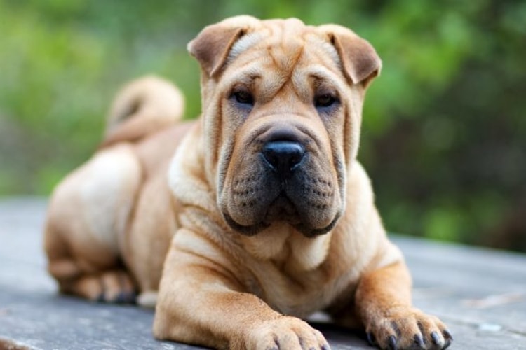 Shar Pei deitado