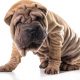 Shar Pei com suas dobras