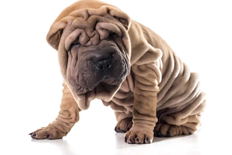 Shar Pei com suas dobras