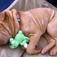 Shar Pei dormindo