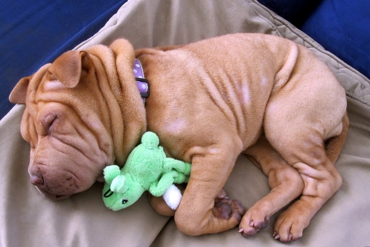 Shar Pei dormindo