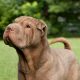 Shar Pei brincando na grama