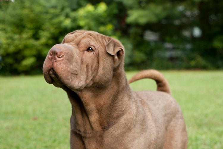 Shar Pei brincando na grama