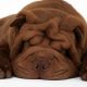 Shar Pei marrom