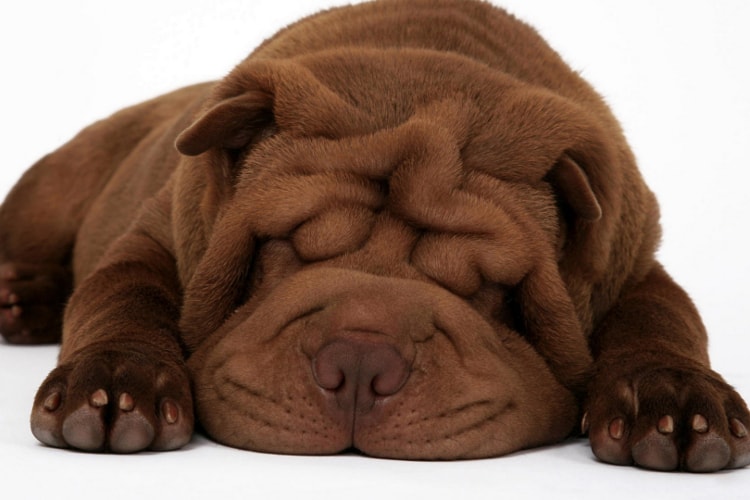 Shar Pei marrom