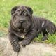 Shar Pei preto
