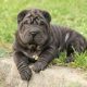 Shar Pei preto