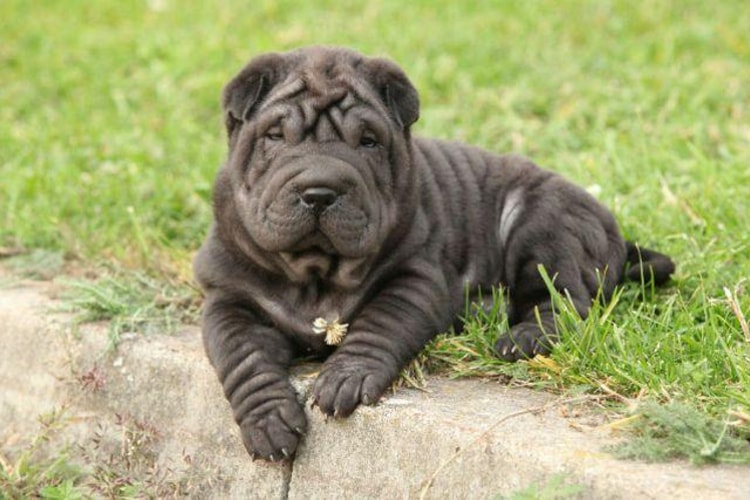 Shar Pei preto