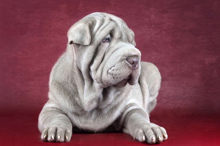 Shar Pei