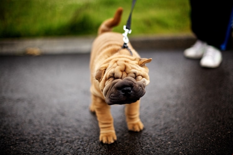 Shar Pei bege com coleira