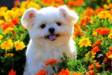 Shih-tzu no jardim de flores