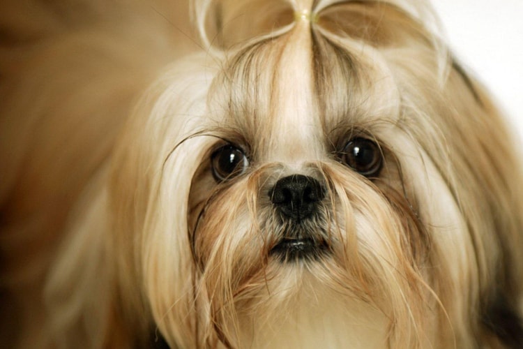 Rosto de um Shih Tzu bege