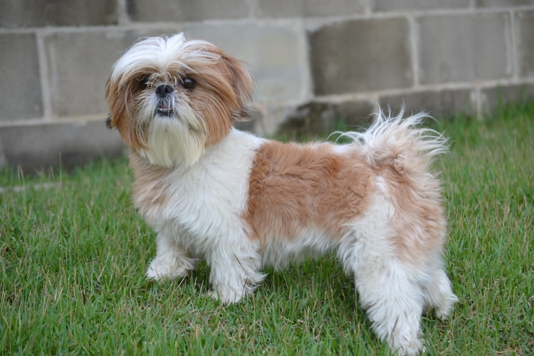 Shih Tzu branco e marrom na grama