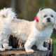 Shih-tzu fêmea branca