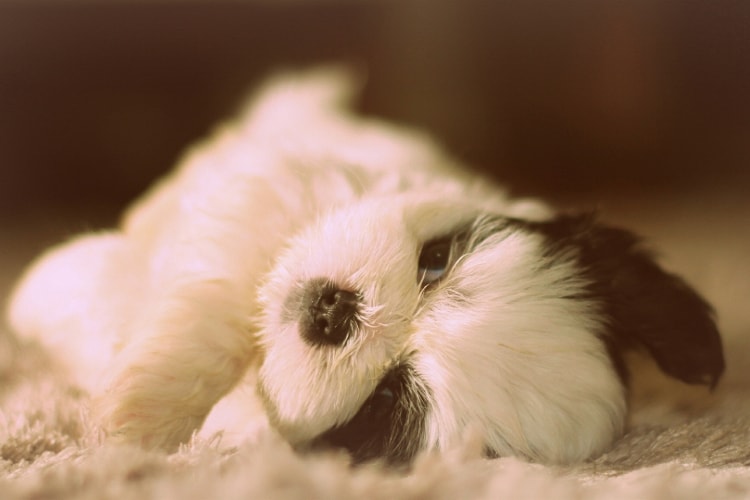 Shih Tzu filhote
